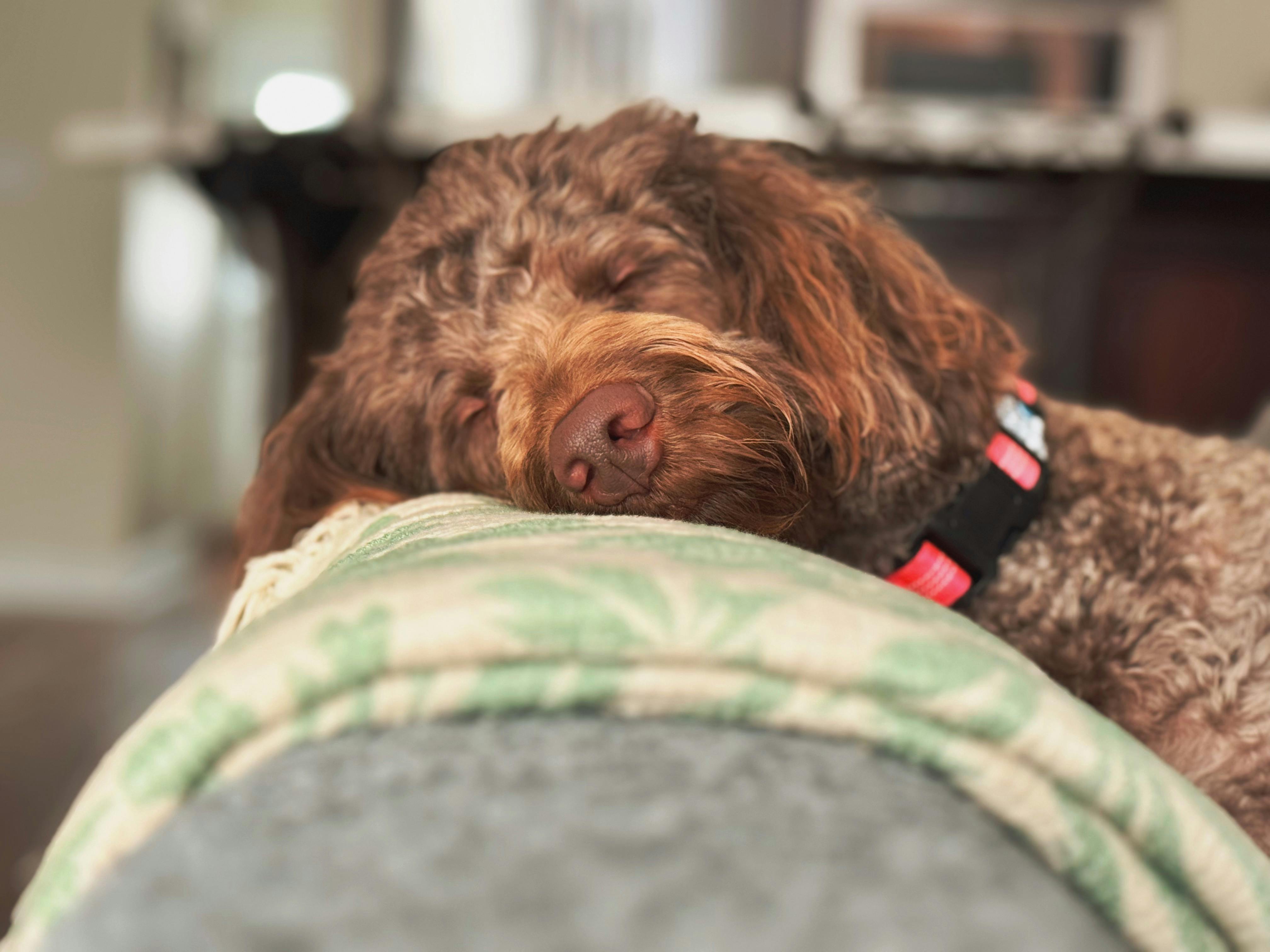 Labradoodle%20dog%20sleeping%20on%20couch%20arm Labradoodle sleeping on couch arm